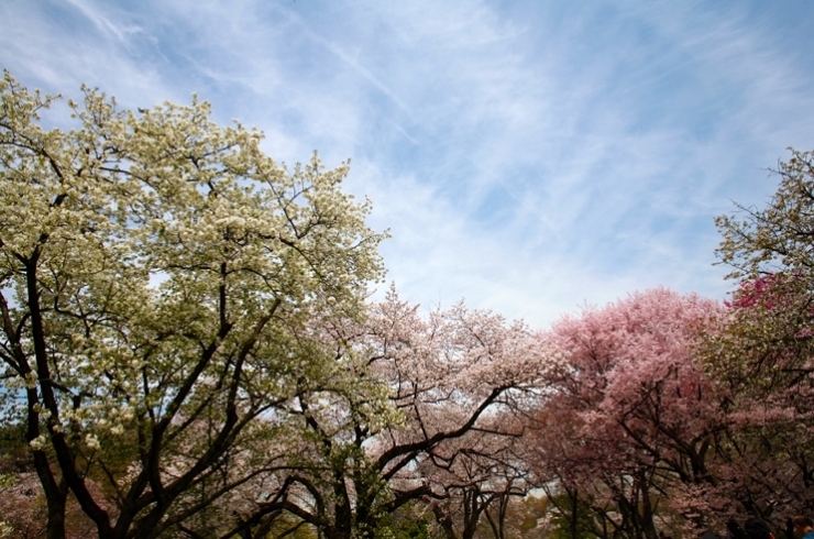 桜の種類も　多いのか　花の色も　色々だ