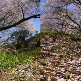 【No.440】新宿の桜2018 10