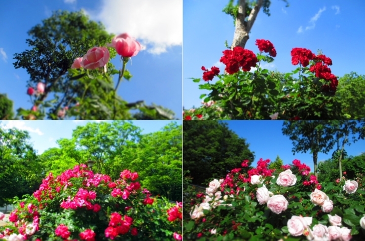 ５月は　薔薇ですね　山盛りです