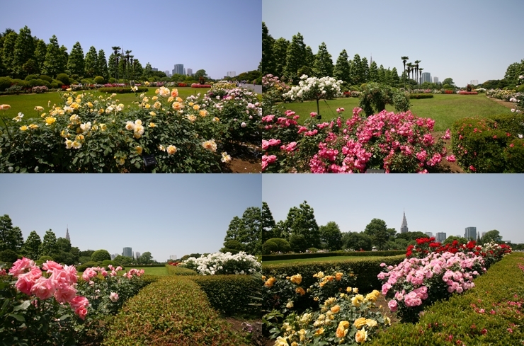 五月晴れには　薔薇がお似合い<br>フランス式整形庭園のバラ花壇