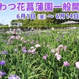 約3万6千本の花菖蒲の美しさ！かわつ花菖蒲園一般開放2018