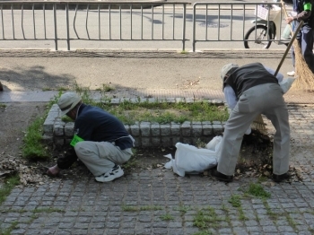 手作業で雑草を根元から取ります