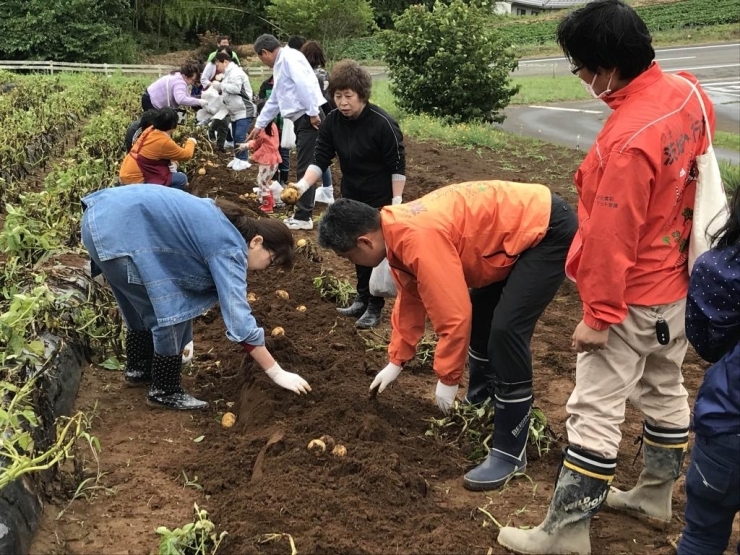 鈴木市長も皆さんと一緒にジャガイモ掘り！　行方市の市長は東京農大卒業生なので、お客様の質問にもすぐに答えることができます（≧▽≦）