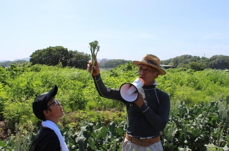 これはスティックブロッコリー。茎の部分も甘く美味しいんです！