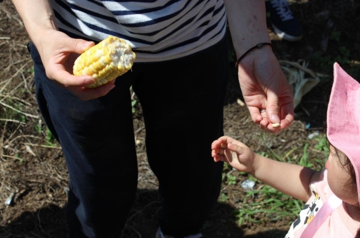 その場で採ったものを試食会～！お子様も食べて「美味しいね～」