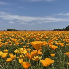 【2023年5月12日(金)撮影】ポピー畑・麦なでしこ畑・バラ園の開花状況<埼玉県鴻巣市>