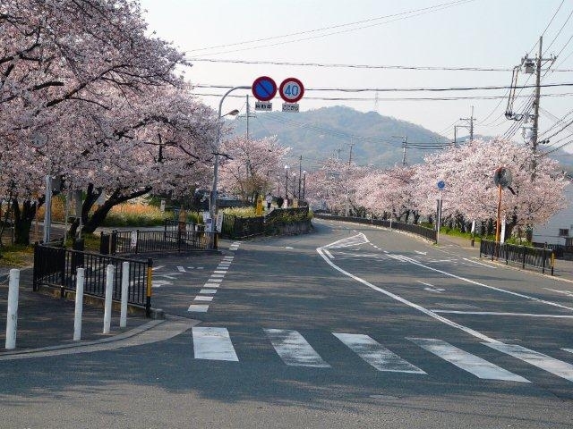 「京都・なんば～交野市内周辺間のバスが今お得です！【京阪（直Q京都）バス３／１６土ダイヤ改正　割引乗車券　桜　開花予想】」