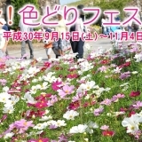 コスモスが見頃！国営讃岐まんのう公園 秋！色どりフェスタ2018