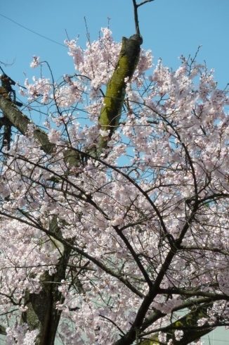 「桜が、咲いているのを見つけました。　　枚方市香里ケ丘３丁目　ＣＯＮＯＢＡさん前　(^0_0^)v　」
