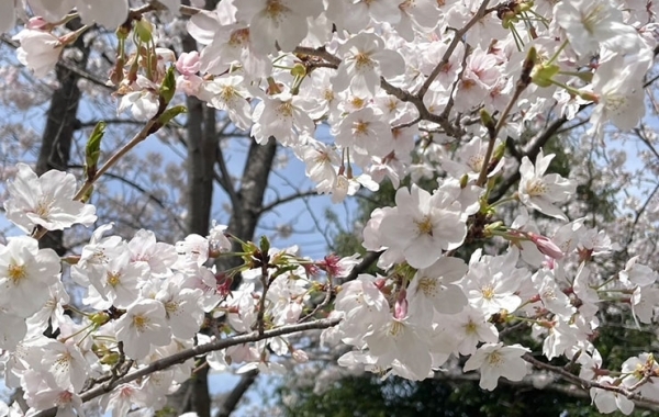 尾鷲市・熊野市周辺のお花見・桜スポット