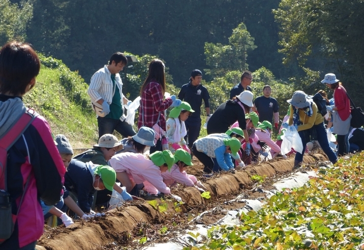 さつまいもの茎は振興センターのお兄さんたちが切ってくれていました。茎の切ってあるしたにさつまいもがあるよ(*^_^*)