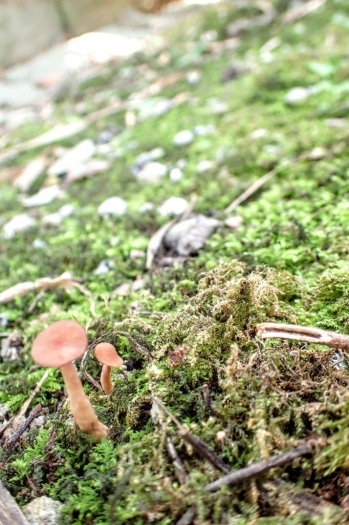 境内には苔の中に、小さなキノコが生えていることも。