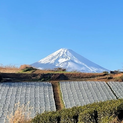 自社農場近くから見えた新年早々の富士山です🏔「ゆく年くる年ガラポン抽選会開催中！」