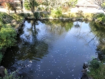 鳥居の向こうの池には鯉がいて、社務所で購入したエサをやることができます。