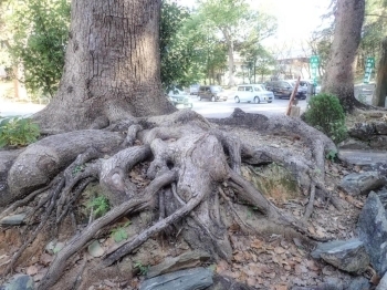 たくましい木の根にも注目！