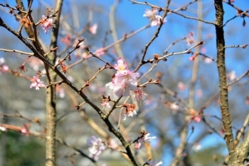 この日は暖かく10月桜も咲いていていました