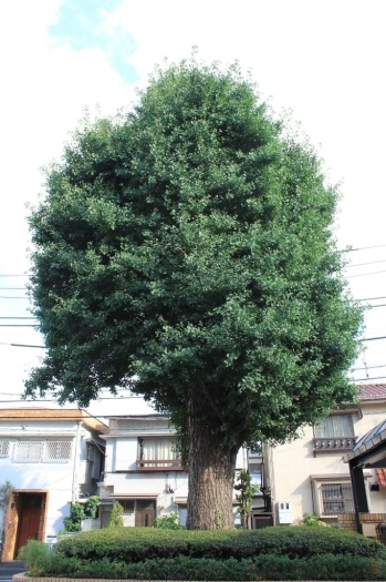 日本出版文化クラブ会館敷地内に立つイチョウの大木
