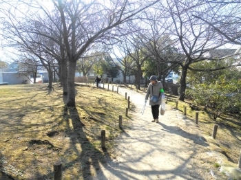 桜並木道も春に向けて綺麗にします。