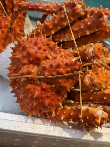 根室産タラバ蟹「カニ、蟹、🦀、フェス」
