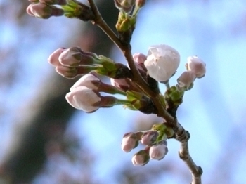 3月下旬に満開になった桜の時期も終盤へ。