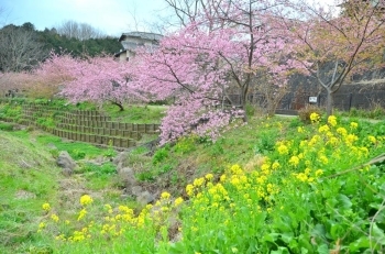 菜の花とのコントラストがきれい