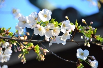 三島桜が5分咲き