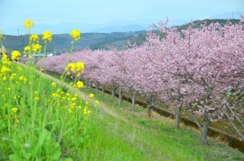 土手の菜の花がたくさん咲いてます