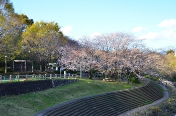 下の公園はかなり咲き始めました