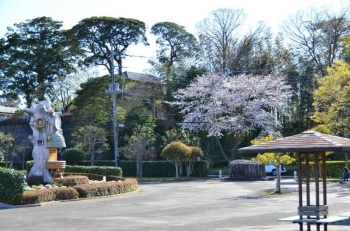 柏谷公園前の桜は満開