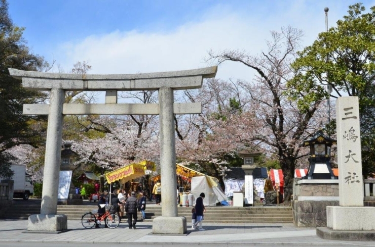 桜満開の三嶋大社