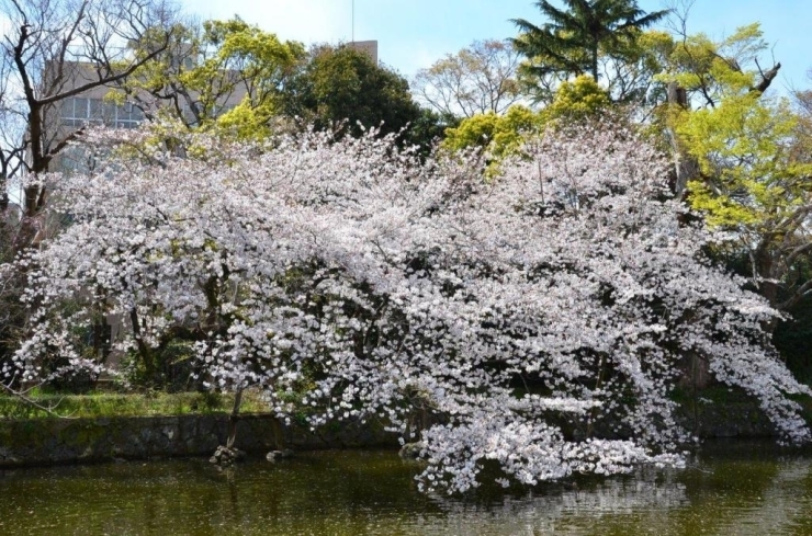 この桜大好きです！