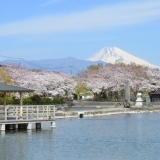 2019年　桜開花情報　三島市、田方郡函南町、駿東郡長泉町・清水町の桜開花情報