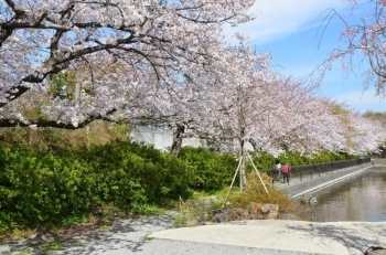 見事な桜並木