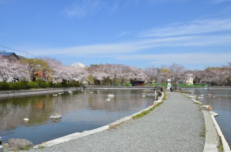 池の真ん中まで行けるんです