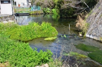 丸池から見える湧水群