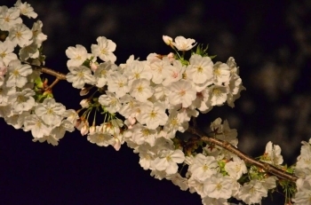 夜の桜もきれい！