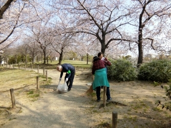 桜並木道も来園者の皆様の為<br>綺麗にします。