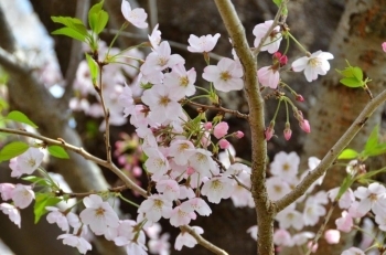 ピンクの桜もあるんです