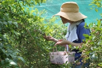 お客さんもかご片手に真剣です