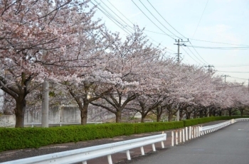 夕方の桜堤