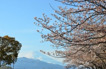駐車場から富士山が見えます