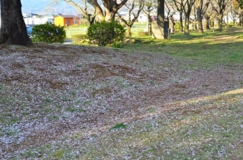 桜のじゅうたん