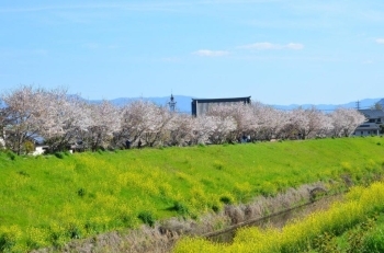 菜の花とのコントラストが素敵