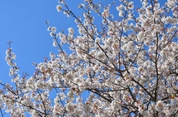 満開の桜もありましたよ