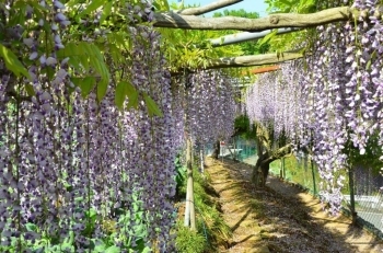 両側に藤の花があります