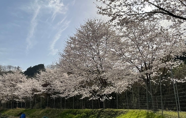 伊賀市・名張市周辺のお花見・桜スポット