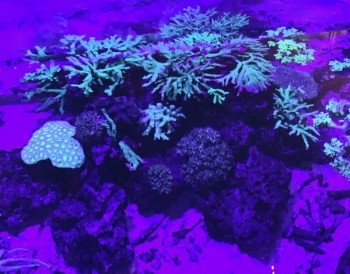 特別展示「海のゆりかご」では光るサンゴも見られます