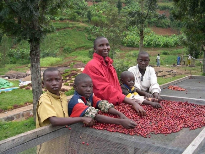「世界コーヒー生産国　探訪シリーズ　　「アフリカ編」　　　　コーヒー豆  ルアンダブルボン　　」