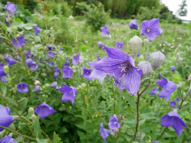 ミツバチの小屋がある近くの花畑