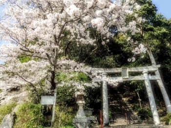 春は桜の大樹が鳥居を彩ります。
